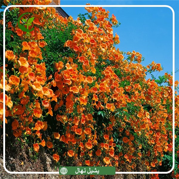 درختچه پیچ اناری